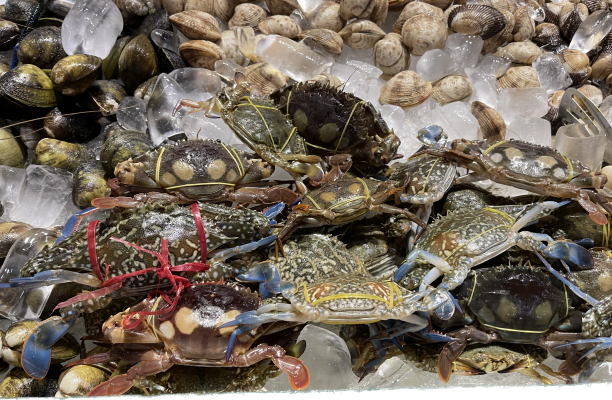 Chia sẻ cách chọn và bảo quản sò huyết tươi ngon tại Buffet Quy Nhơn 4 - Buffet Quy Nhơn T4 - Buffet Quy Nhơn